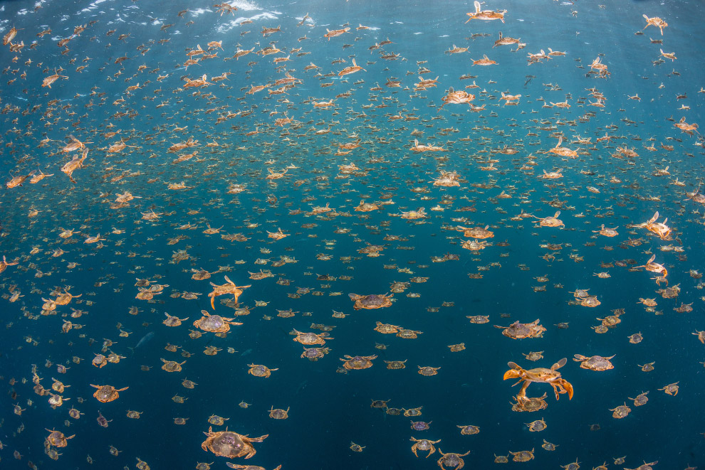 luchshie fotografii podvodnogo mira 2016 goda 13
