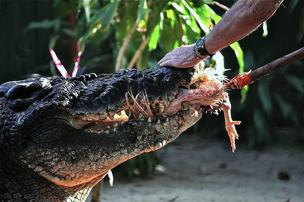 Кассиус Клей — самый большой в мире крокодил