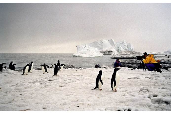 Море Росса и пингвины