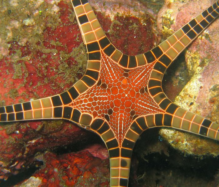 Морская звезда Iconaster longimanus
