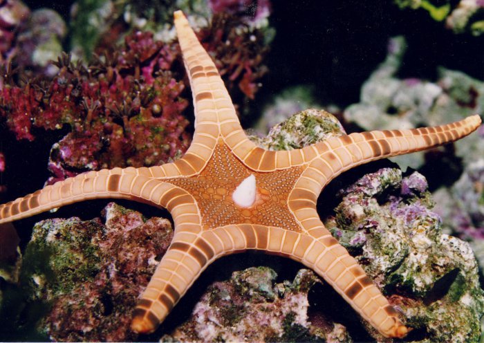 Морская звезда Iconaster longimanus