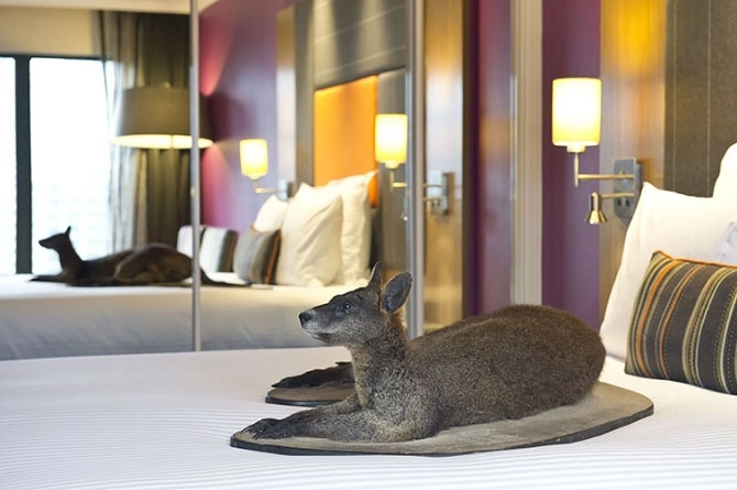 Hotel animal. Гостиница для животных в Австралии. Животные в отеле. Отель с животными. Диван валлаби.