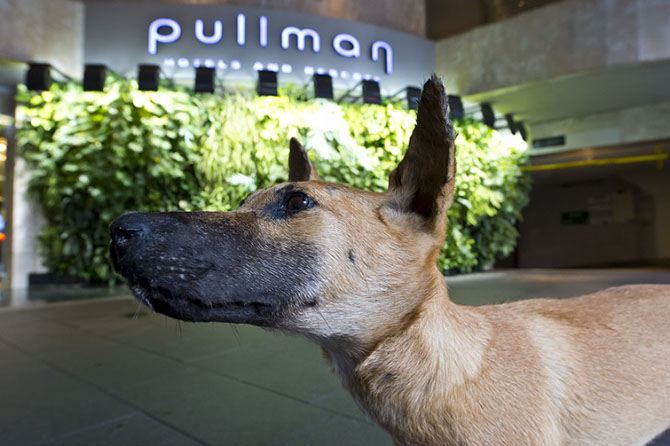 Pullman 3